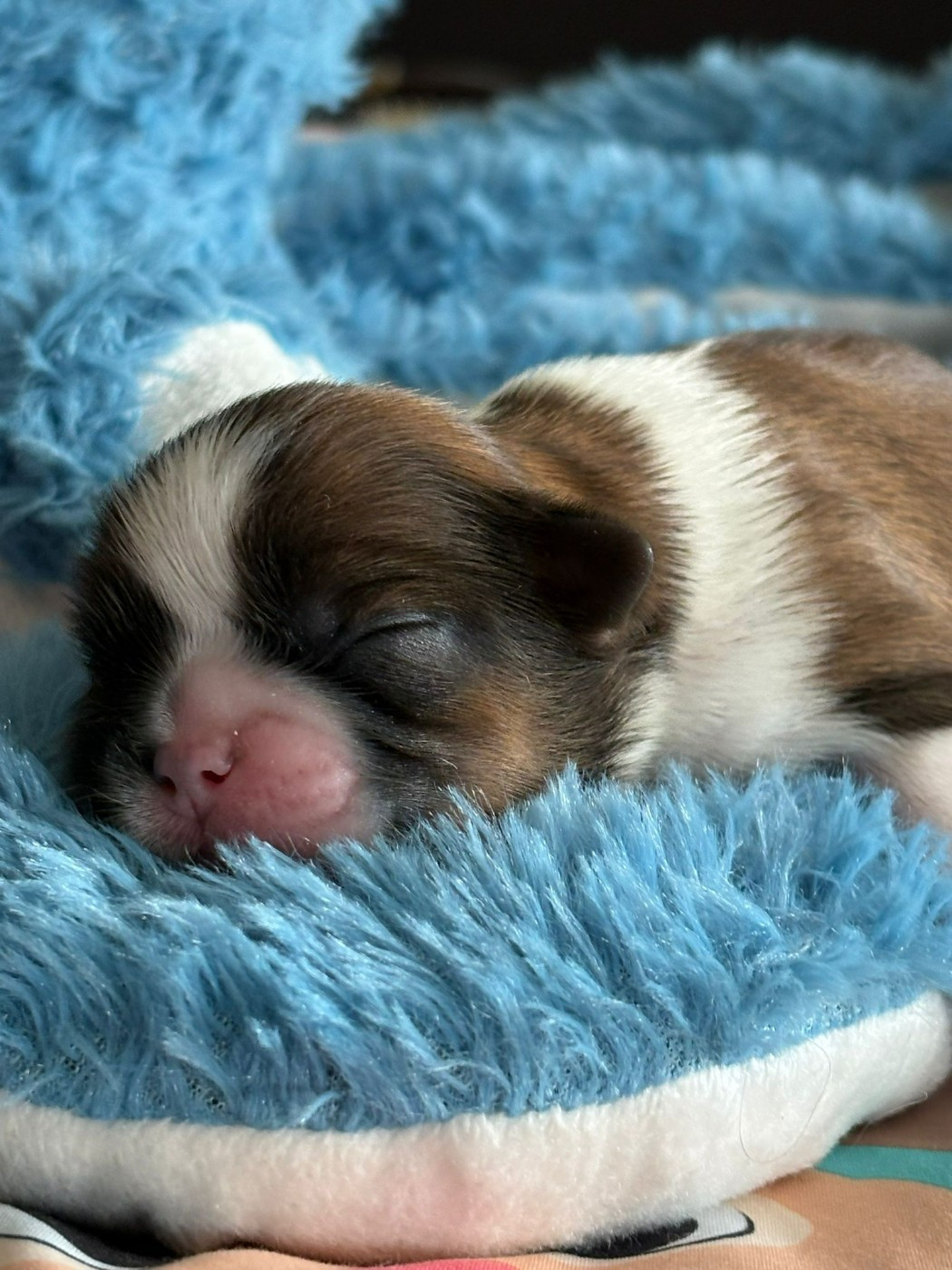 Du Royaume De Roxane - Chiots disponibles - Shih Tzu