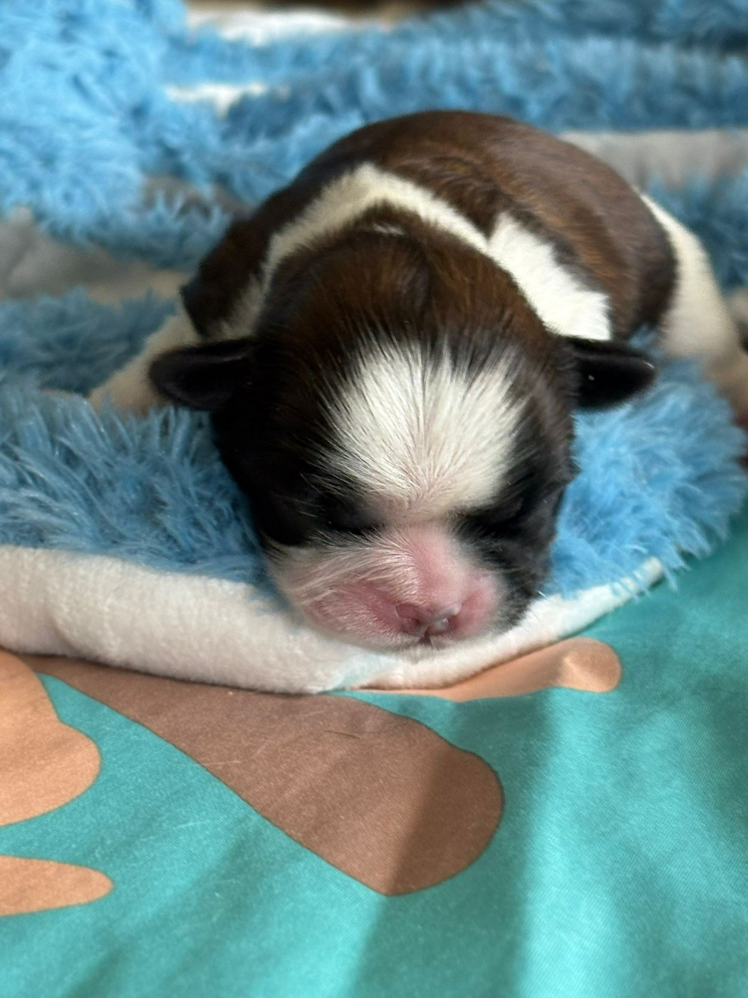 Du Royaume De Roxane - Chiots disponibles - Shih Tzu