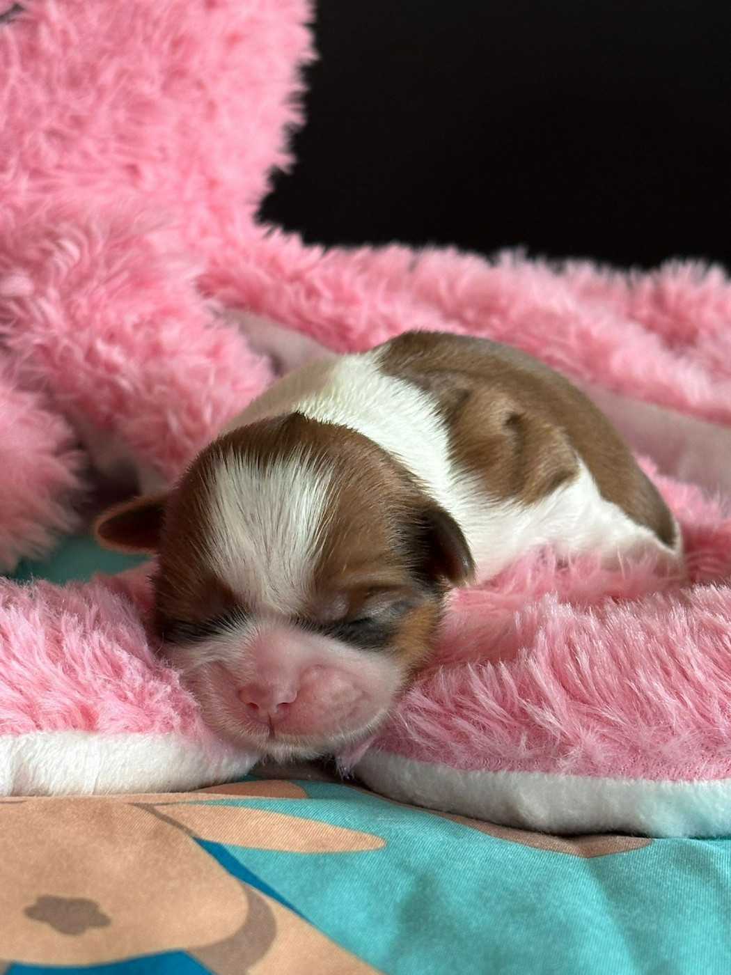 Du Royaume De Roxane - Chiots disponibles - Shih Tzu