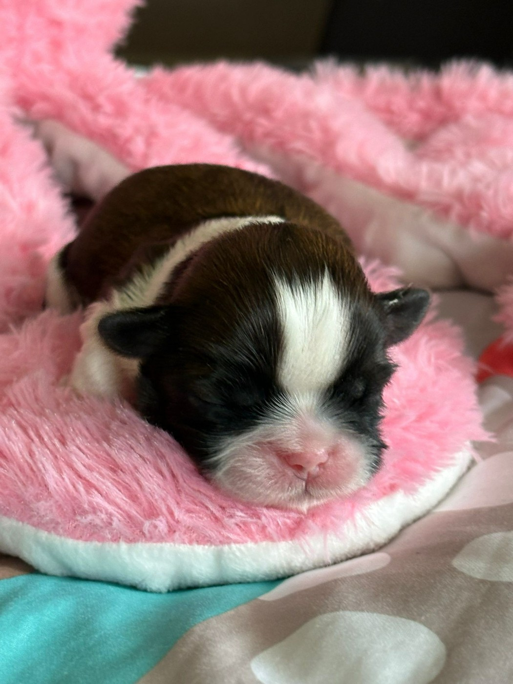 Du Royaume De Roxane - Chiots disponibles - Shih Tzu
