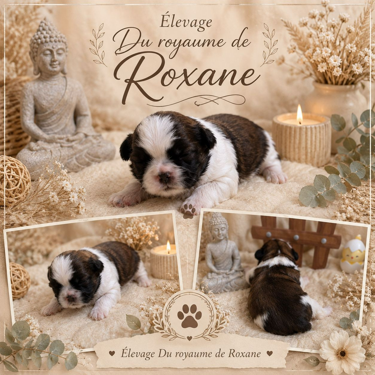 Du Royaume De Roxane - Chiots disponibles - Shih Tzu