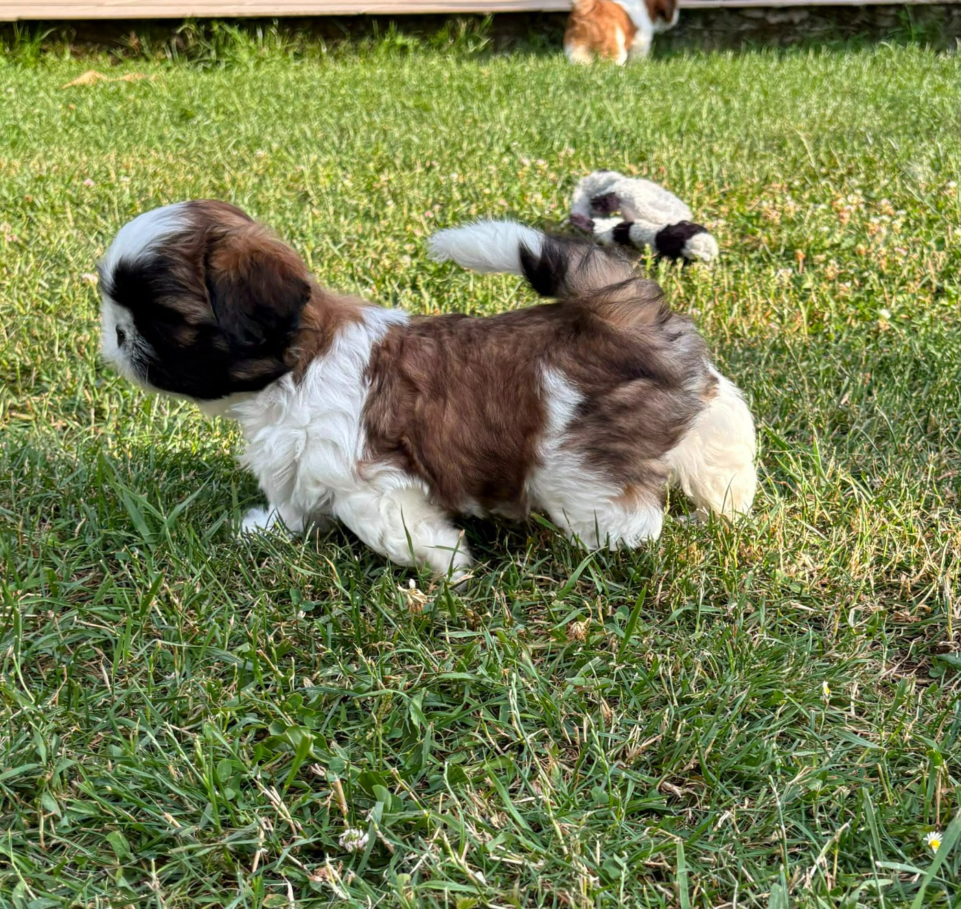 Du Royaume De Roxane - Chiots disponibles - Shih Tzu