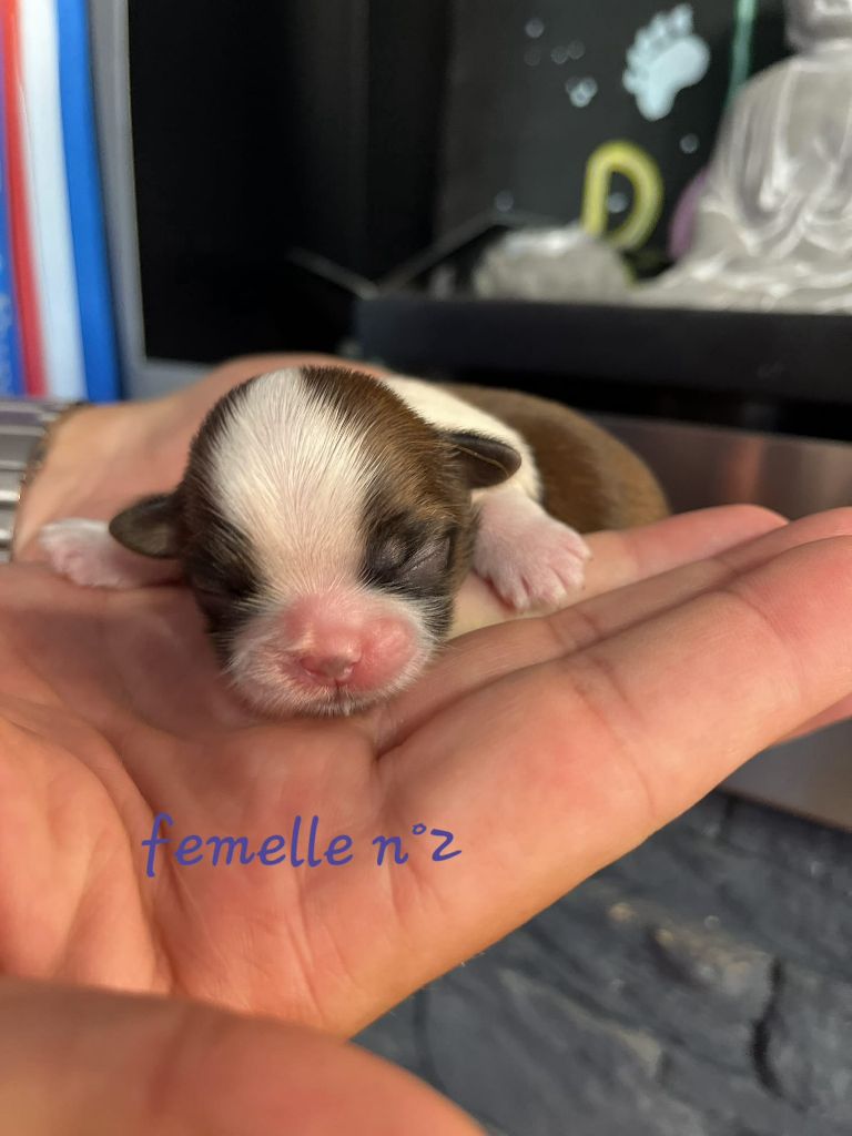 Du Royaume De Roxane - Chiots disponibles - Shih Tzu