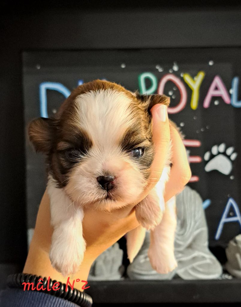 Du Royaume De Roxane - Chiots disponibles - Shih Tzu