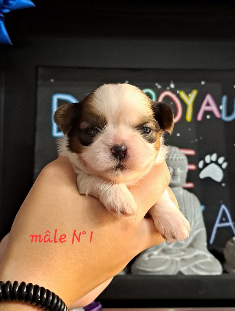 Du Royaume De Roxane - Chiots disponibles - Shih Tzu