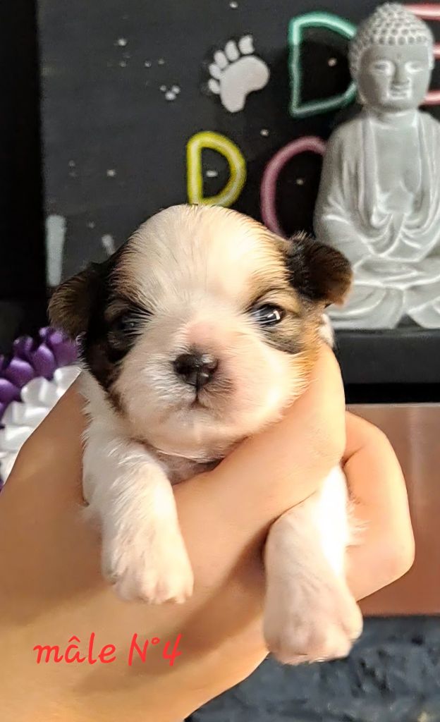 Du Royaume De Roxane - Chiots disponibles - Shih Tzu